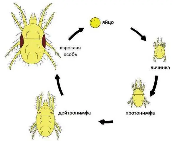 Есть четыре вида паутинного клеща