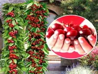 Лучшие сорта колоновидных вишен