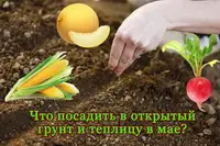 Что посадить в мае в открытый грунт и теплицу