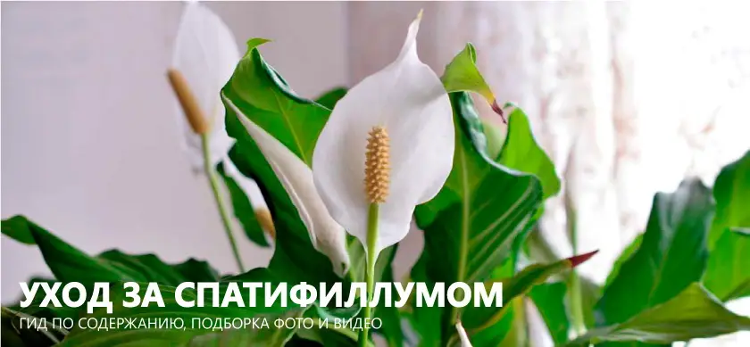 Чем подкормить спатифиллум для цветения Чем подкормить спатифиллум для цветения