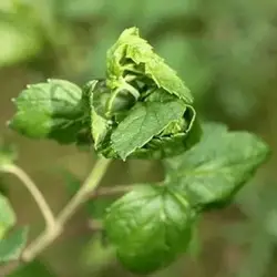 Скручивание листвы у смородины