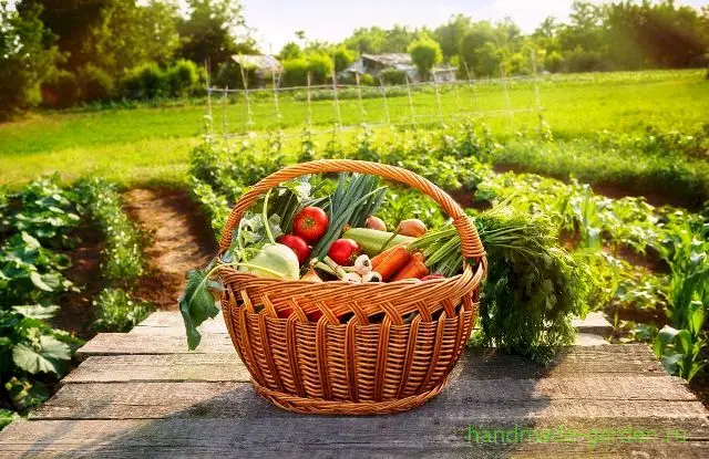 Свекла
